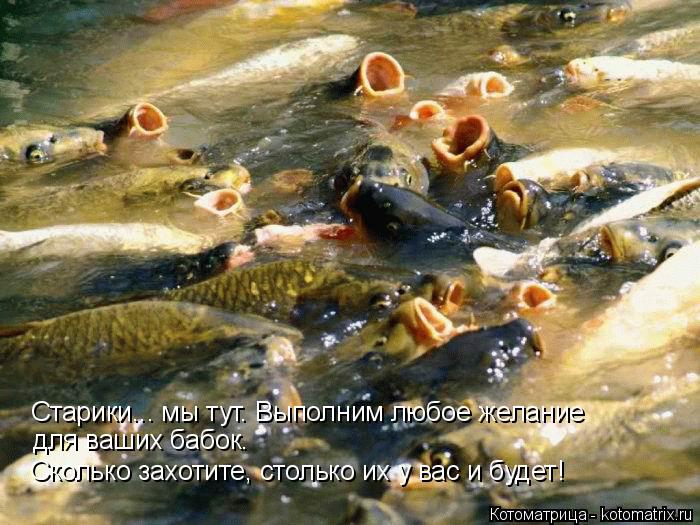 Сколько захотите, столько их у вас и будет! для ваших бабок. Старики... мы тут. Выполним любое желани... Котоматрица: Сколько захотите, столько их у вас и будет! для ваших бабок. Старики... мы тут. Выполним любое желание
