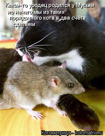 Котоматрица: Какой-то уродец родился у Муськи но нечего,мы из таких порядочного кота в два счёта сделаем