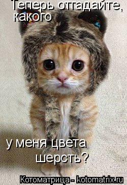 Теперь отгадайте, какого у меня цвета шерсть?... Котоматрица: Теперь отгадайте, какого у меня цвета шерсть?