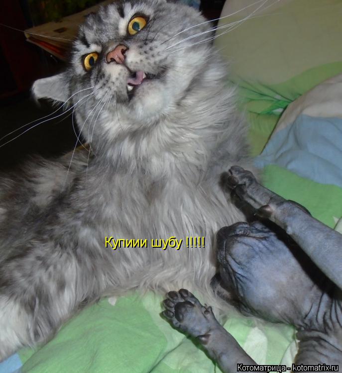 Купиии шубу !!!!!... Котоматрица: Купиии шубу !!!!!