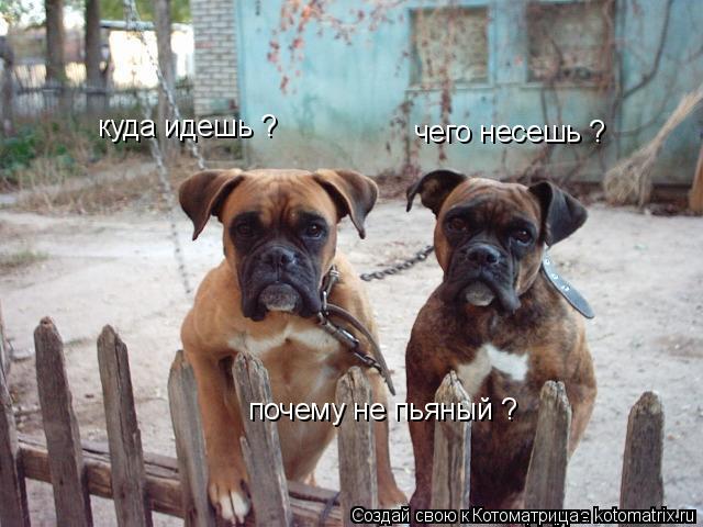 куда идешь ? чего несешь ? почему не пьяный ?... Котоматрица: куда идешь ? чего несешь ? почему не пьяный ?