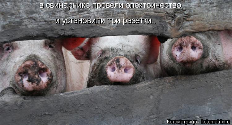 в свинарнике провели электричество, и установили три разетки..... Котоматрица: в свинарнике провели электричество, и установили три разетки..