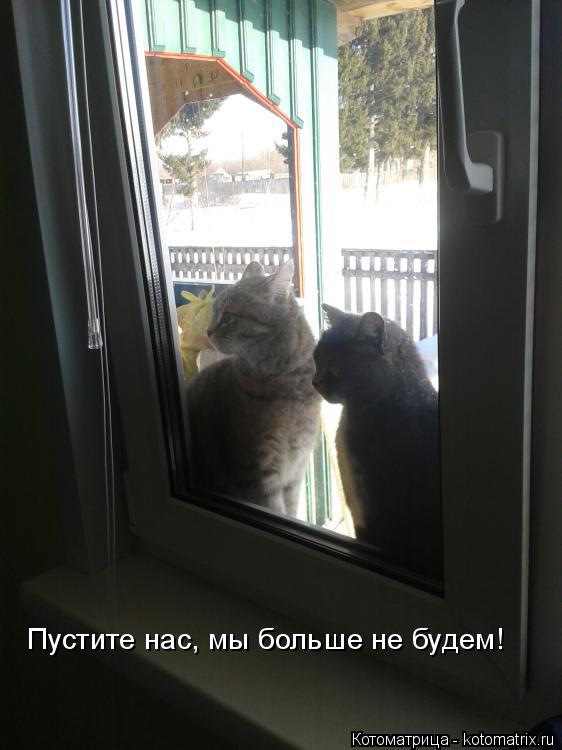 Пустите нас, мы больше не будем!... Котоматрица: Пустите нас, мы больше не будем!