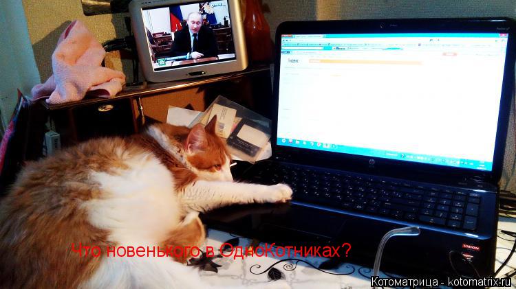 Что новенького в ОдноКотниках?... Котоматрица: Что новенького в ОдноКотниках?