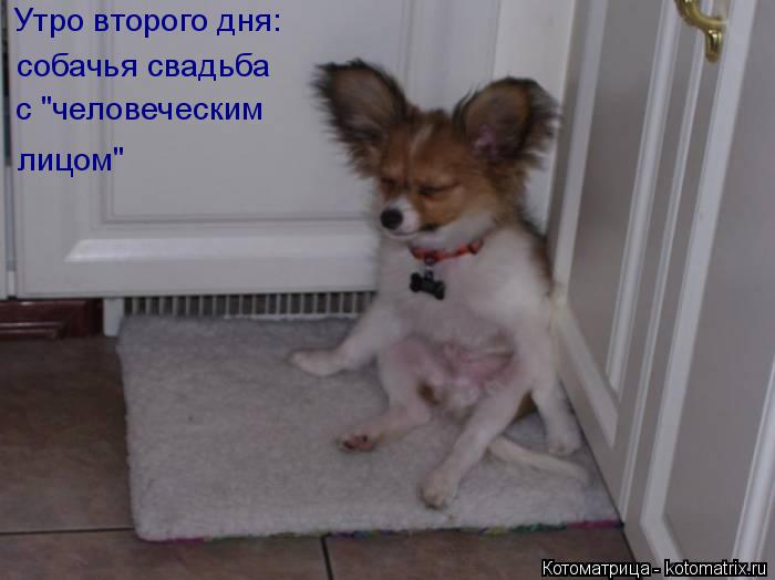 Утро второго дня: собачья свадьба с "человеческим лицом"... Котоматрица: Утро второго дня: собачья свадьба с "человеческим лицом"