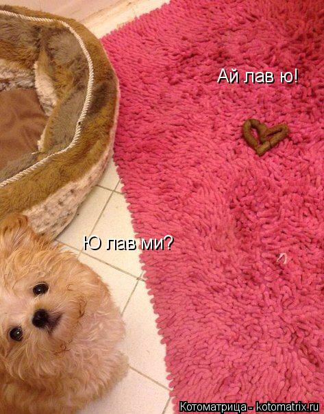 Котоматрица: Ай лав ю! Ю лав ми?