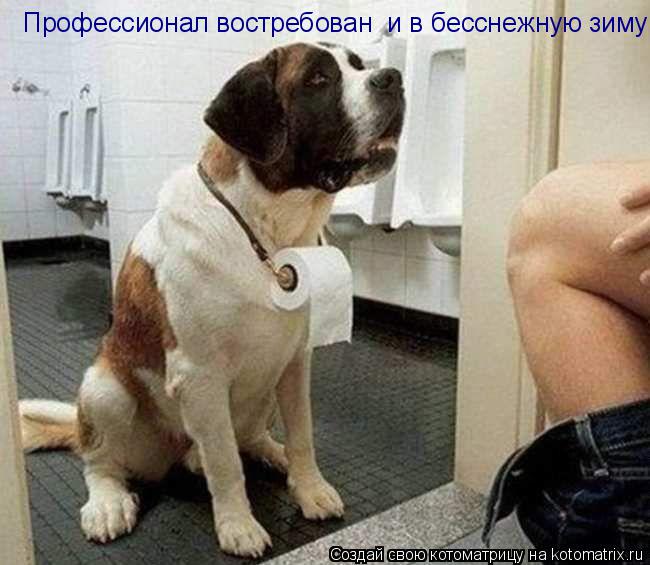 Профессионал востребован и в бесснежную зиму... Котоматрица: Профессионал востребован и в бесснежную зиму