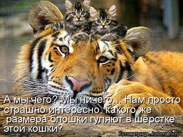 этой кошки? размера блошки гуляют в шёрстке страшно интересно, какого же А мы чего? Мы ничего... Нам... Котоматрица: этой кошки? размера блошки гуляют в шёрстке страшно интересно, какого же А мы чего? Мы ничего... Нам просто