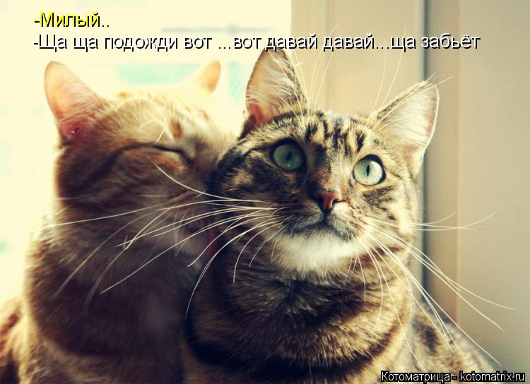 -Милый.. -Ща ща подожди вот ...вот давай давай...ща забьёт... Котоматрица: -Милый.. -Ща ща подожди вот ...вот давай давай...ща забьёт
