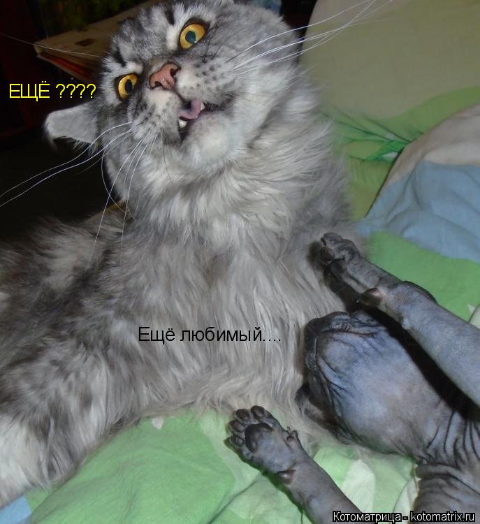 Ещё любимый.... ЕЩЁ ????... Котоматрица: Ещё любимый.... ЕЩЁ ????