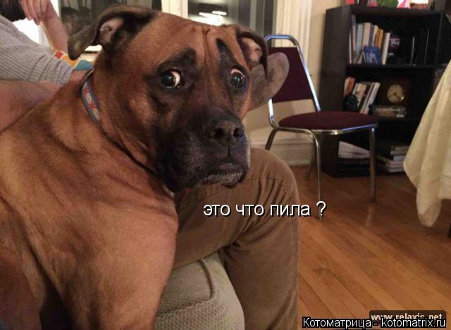 это что пила ?... Котоматрица: это что пила ?
