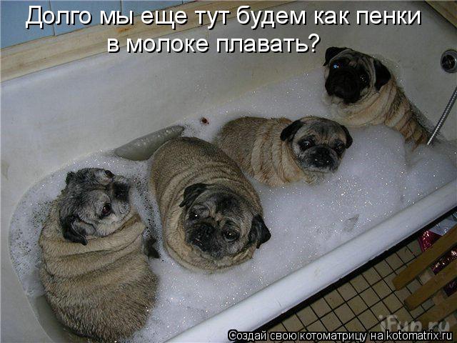 Долго мы еще тут будем как пенки в молоке плавать?... Котоматрица: Долго мы еще тут будем как пенки в молоке плавать?