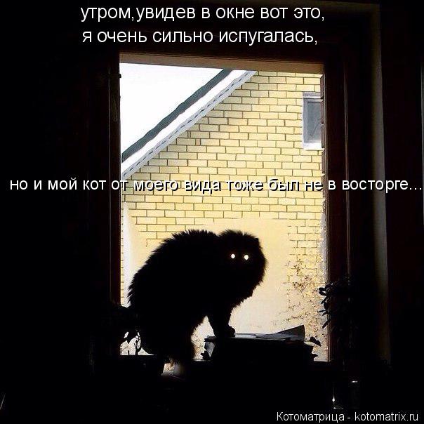 утром,увидев в окне вот это, я очень сильно испугалась, но и мой кот от моего вида тоже был не в вост... Котоматрица: утром,увидев в окне вот это, я очень сильно испугалась, но и мой кот от моего вида тоже был не в восторге...