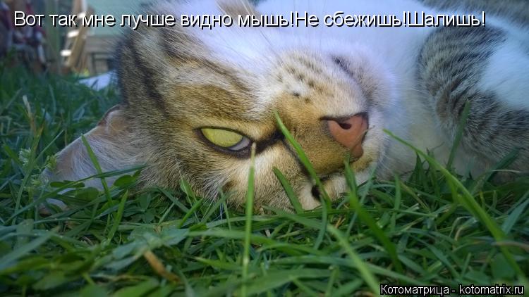 Вот так мне лучше видно мышь!Не сбежишь!Шалишь!... Котоматрица: Вот так мне лучше видно мышь!Не сбежишь!Шалишь!