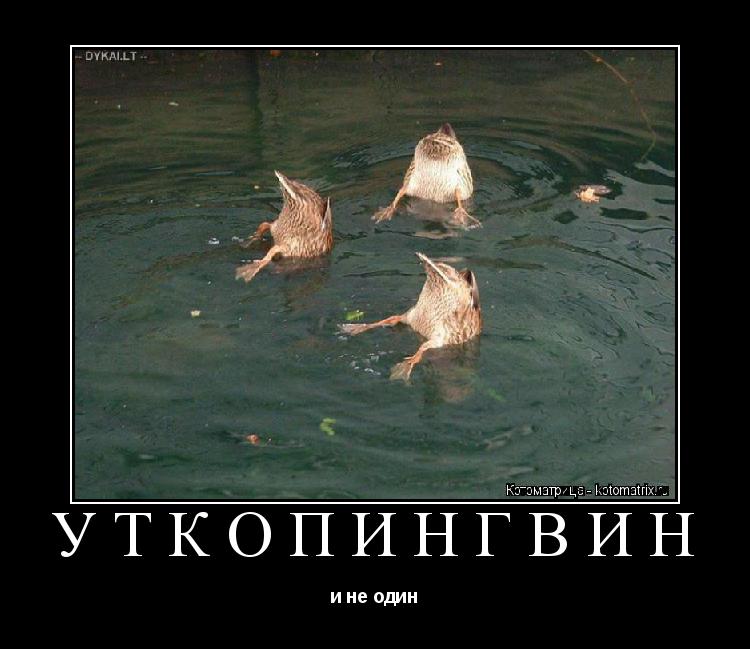 УТКОПИНГВИН и не один... Котоматрица: УТКОПИНГВИН и не один