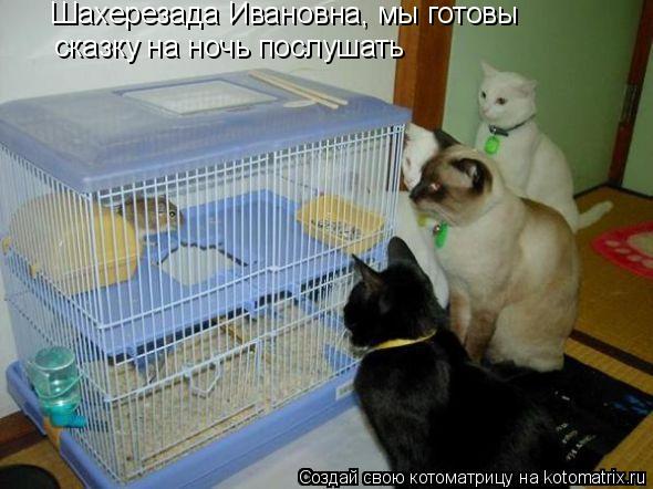 Шахерезада Ивановна, мы готовы сказку на ночь послушать... Котоматрица: Шахерезада Ивановна, мы готовы сказку на ночь послушать