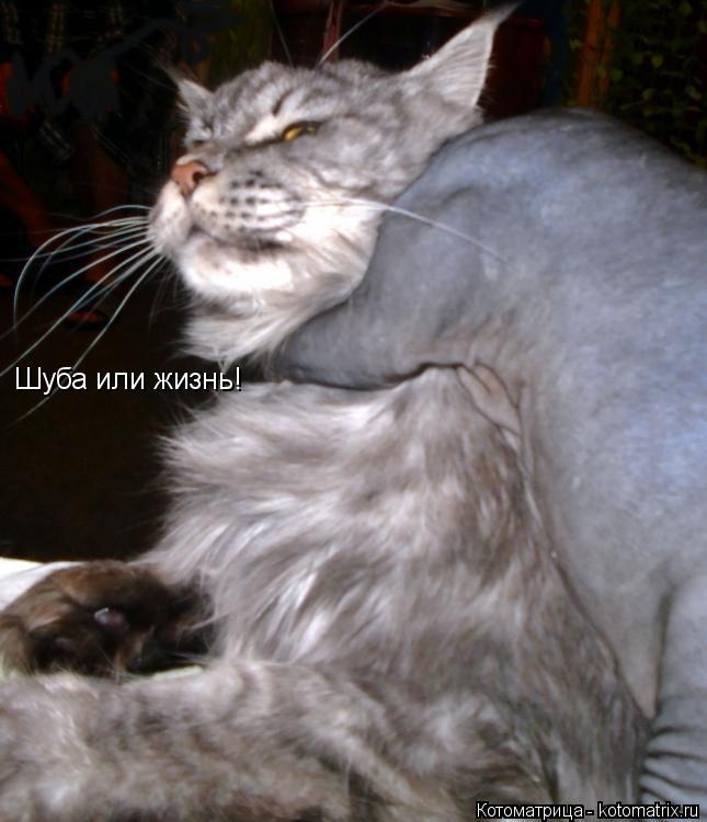 Шуба или жизнь!... Котоматрица: Шуба или жизнь!