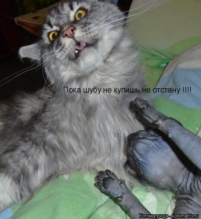 Пока шубу не купишь не отстану !!!!... Котоматрица: Пока шубу не купишь не отстану !!!!