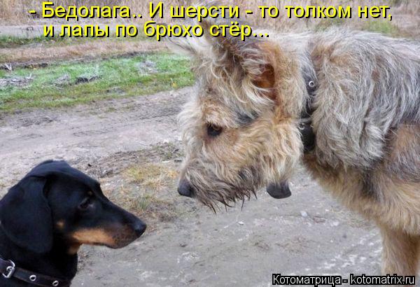 Котоматрица: - Бедолага.. И шерсти - то толком нет,  и лапы по брюхо стёр...