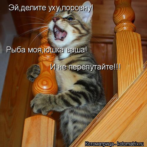 Эй,делите уху поровну! Рыба моя,юшка ваша! И не перепутайте!!!... Котоматрица: Эй,делите уху поровну! Рыба моя,юшка ваша! И не перепутайте!!!