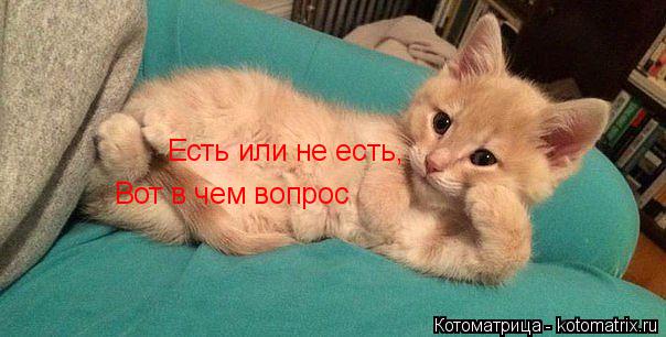 Есть или не есть, Вот в чем вопрос... Котоматрица: Есть или не есть, Вот в чем вопрос