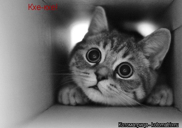Кхе-кхе!... Котоматрица: Кхе-кхе!
