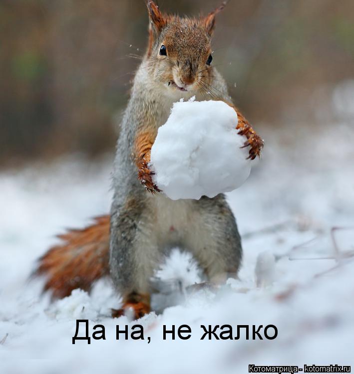 Да на, не жалко... Котоматрица: Да на, не жалко