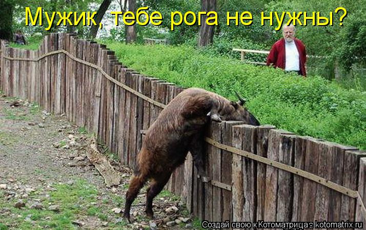 Мужик, тебе рога не нужны?... Котоматрица: Мужик, тебе рога не нужны?