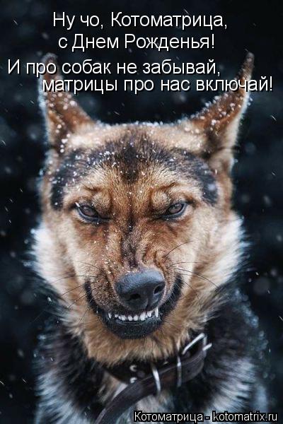 Котоматрица: Ну чо, Котоматрица,  с Днем Рожденья! И про собак не забывай,  матрицы про нас включай!