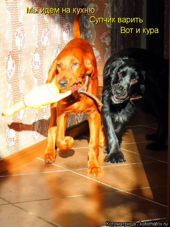 Мы идем на кухню Мы идем на кухню Супчик варить Вот и кура... Котоматрица: Мы идем на кухню Мы идем на кухню Супчик варить Вот и кура