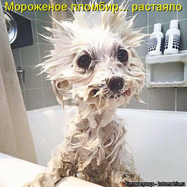 Мороженое пломбир... растаяло... Котоматрица: Мороженое пломбир... растаяло