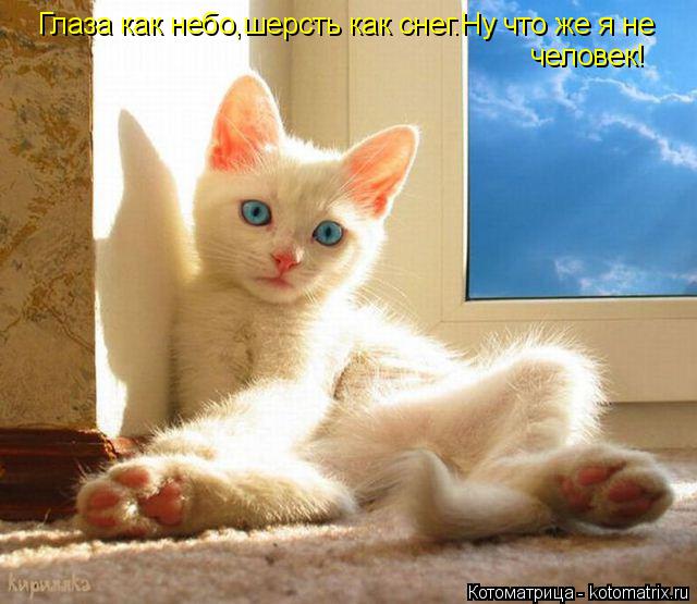 Глаза как небо,шерсть как снег.Ну что же я не человек!... Котоматрица: Глаза как небо,шерсть как снег.Ну что же я не человек!