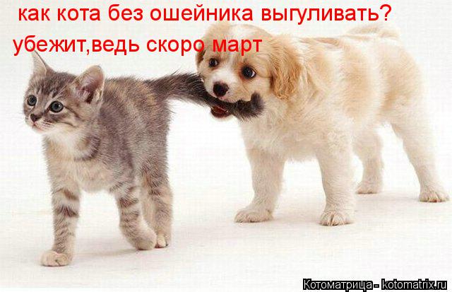 Котоматрица: как кота без ошейника выгуливать? убежит,ведь скоро март