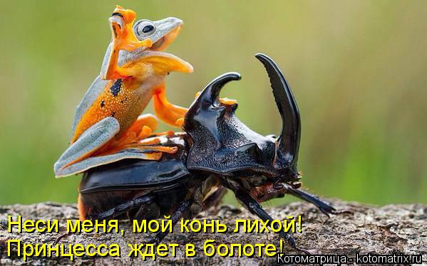 Неси меня, мой конь лихой! Принцесса ждет в болоте!... Котоматрица: Неси меня, мой конь лихой! Принцесса ждет в болоте!
