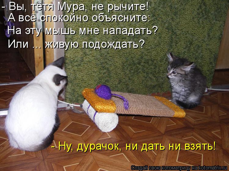 - Вы, тётя Мура, не рычите! А всё спокойно объясните: На эту мышь мне нападать? Или ... живую подожда... Котоматрица: - Вы, тётя Мура, не рычите! А всё спокойно объясните: На эту мышь мне нападать? Или ... живую подождать? - Ну, дурачок, ни дать ни взять!
