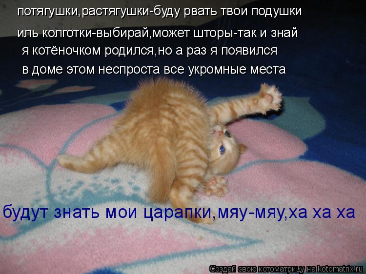 Котоматрица: потягушки,растягушки-буду рвать твои подушки иль колготки-выбирай,может шторы-так и знай я котёночком родился,но а раз я появился в доме эт