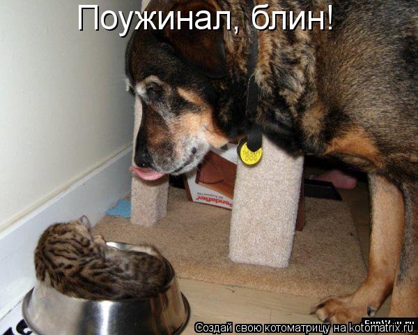Поужинал, блин!... Котоматрица: Поужинал, блин!