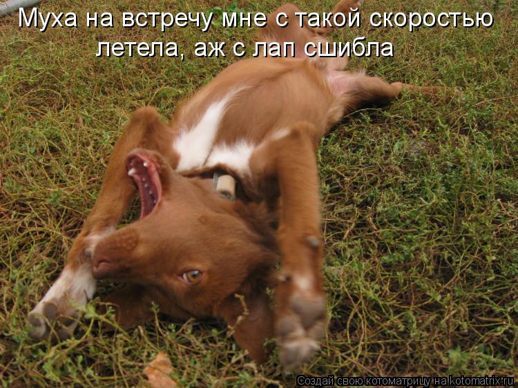 Муха на встречу мне с такой скоростью летела, аж с лап сшибла... Котоматрица: Муха на встречу мне с такой скоростью летела, аж с лап сшибла