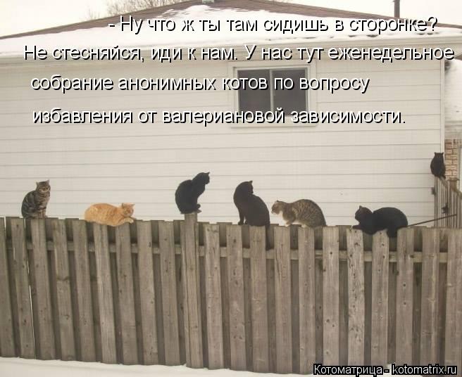 - Ну что ж ты там сидишь в сторонке? Не стесняйся, иди к нам. У нас тут еженедельное собрание анони... Котоматрица: - Ну что ж ты там сидишь в сторонке? Не стесняйся, иди к нам. У нас тут еженедельное собрание анонимных котов по вопросу избавления от валери