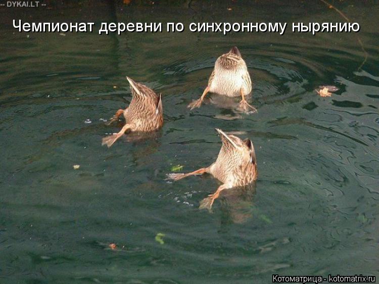 Чемпионат деревни по синхронному нырянию... Котоматрица: Чемпионат деревни по синхронному нырянию