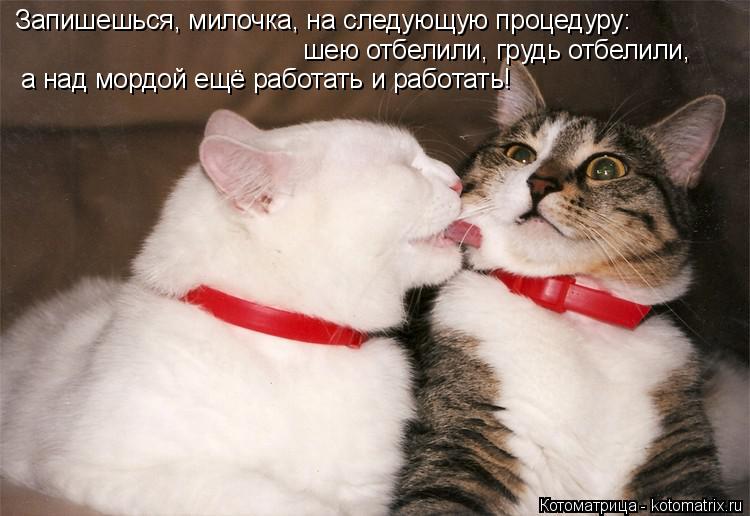 Котоматрица: Запишешься, милочка, на следующую процедуру: шею отбелили, грудь отбелили, а над мордой ещё работать и работать!