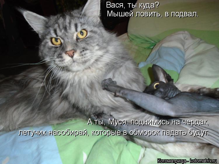 Котоматрица: Вася, ты куда? Мышей ловить, в подвал. А ты, Муся, поднимись на чердак, летучих насобирай, которые в обморок падать будут.