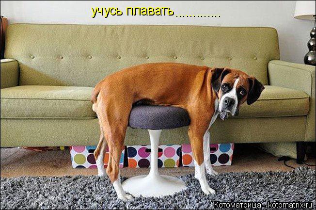 Котоматрица: учусь плавать .............