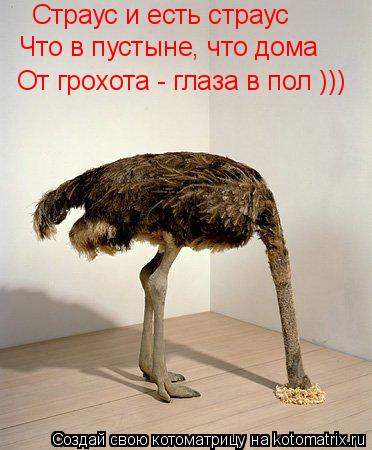 Страус и есть страус Что в пустыне, что дома От грохота - глаза в пол )))... Котоматрица: Страус и есть страус Что в пустыне, что дома От грохота - глаза в пол )))