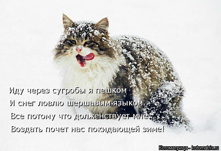 Котоматрица: Иду через сугробы я пешком И снег ловлю шершавым языком.  Все потому что долженствует мне  Воздать почет нас покидающей зиме!