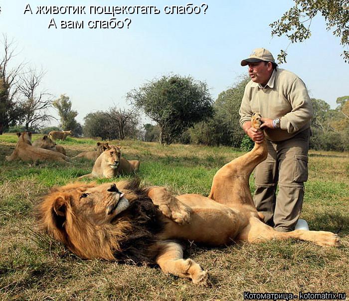 А животик пощекотать слабо? А вам слабо?... Котоматрица: А животик пощекотать слабо? А вам слабо?