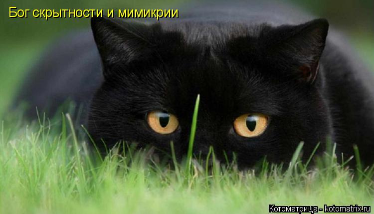 Бог скрытности и мимикрии... Котоматрица: Бог скрытности и мимикрии