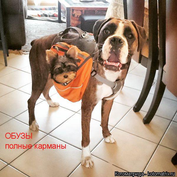 Котоматрица: ОБУЗЫ полные карманы