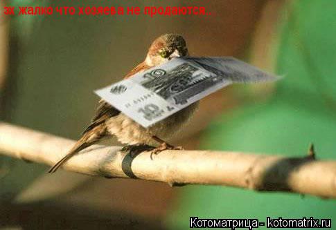 эх жалко что хозяева не продаются...... Котоматрица: эх жалко что хозяева не продаются...