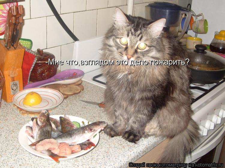 -Мне что,взглядом это дело пожарить?... Котоматрица: -Мне что,взглядом это дело пожарить?